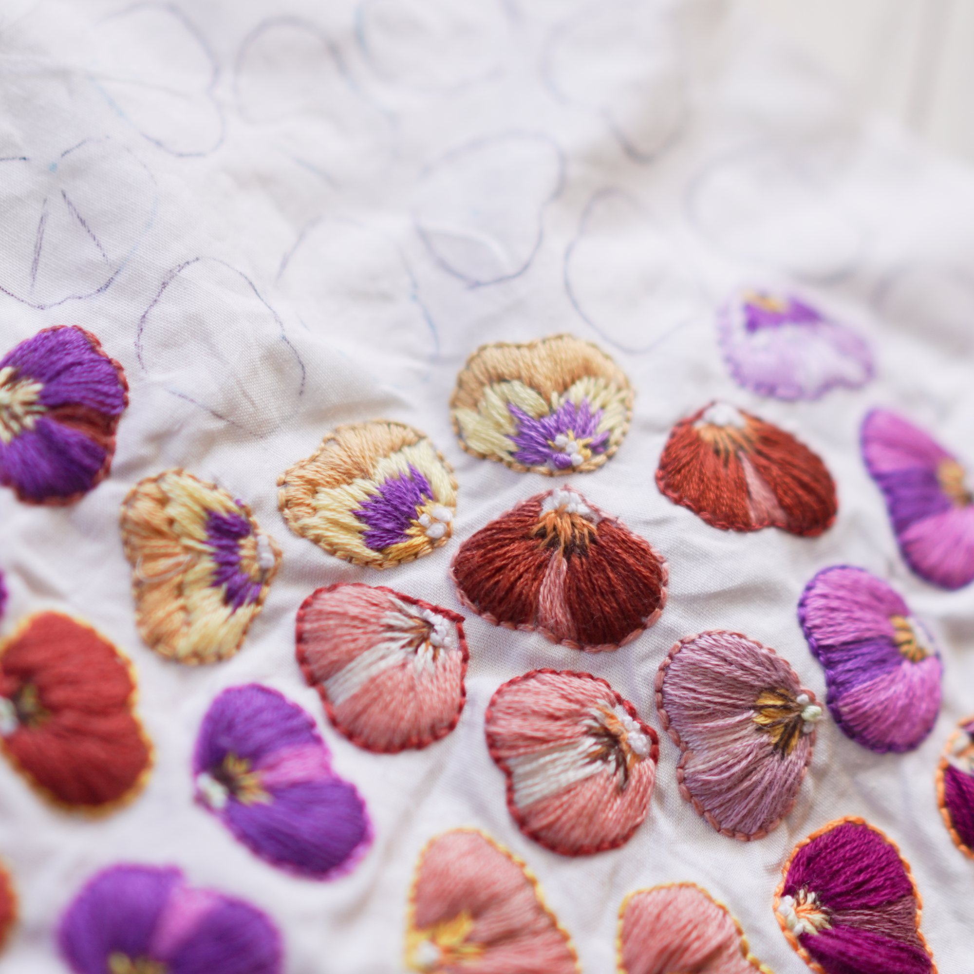 Pansy 3
